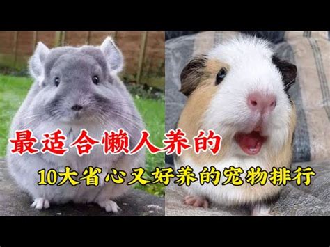 可以養的寵物|【什麼動物可以養】室內也能養！20種陪伴度爆表、最。